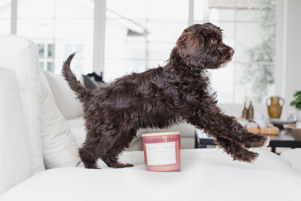 Sand + Paws Goji Berry 21 oz Cozy scented candle