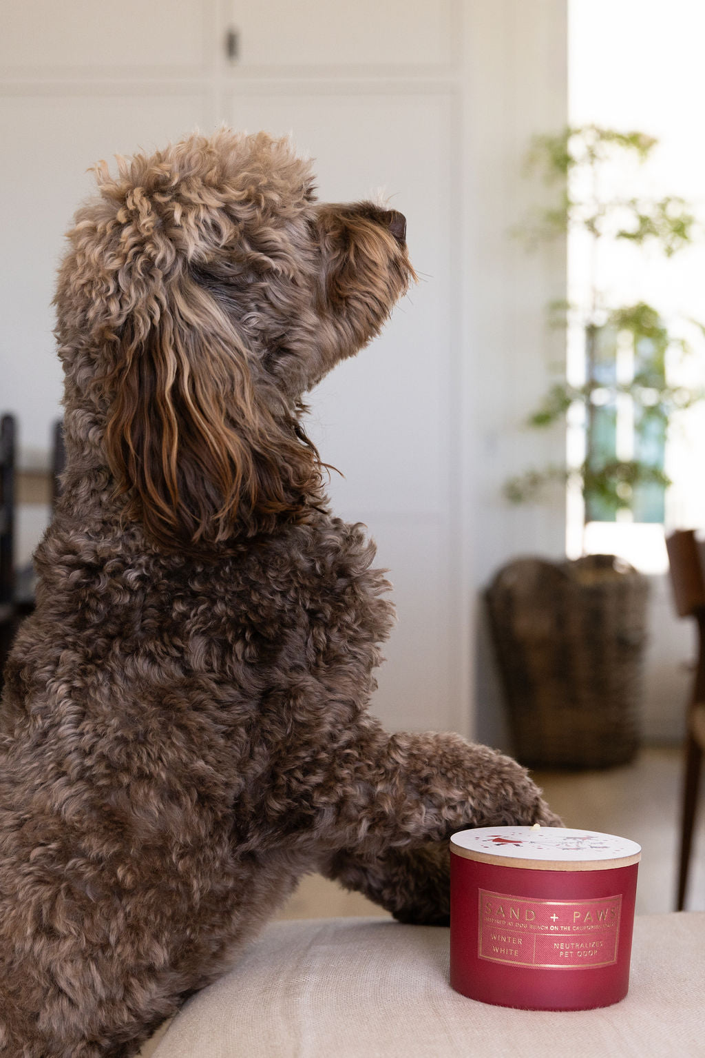 Sand + Paws Winter White 12 oz Cozy scented candle