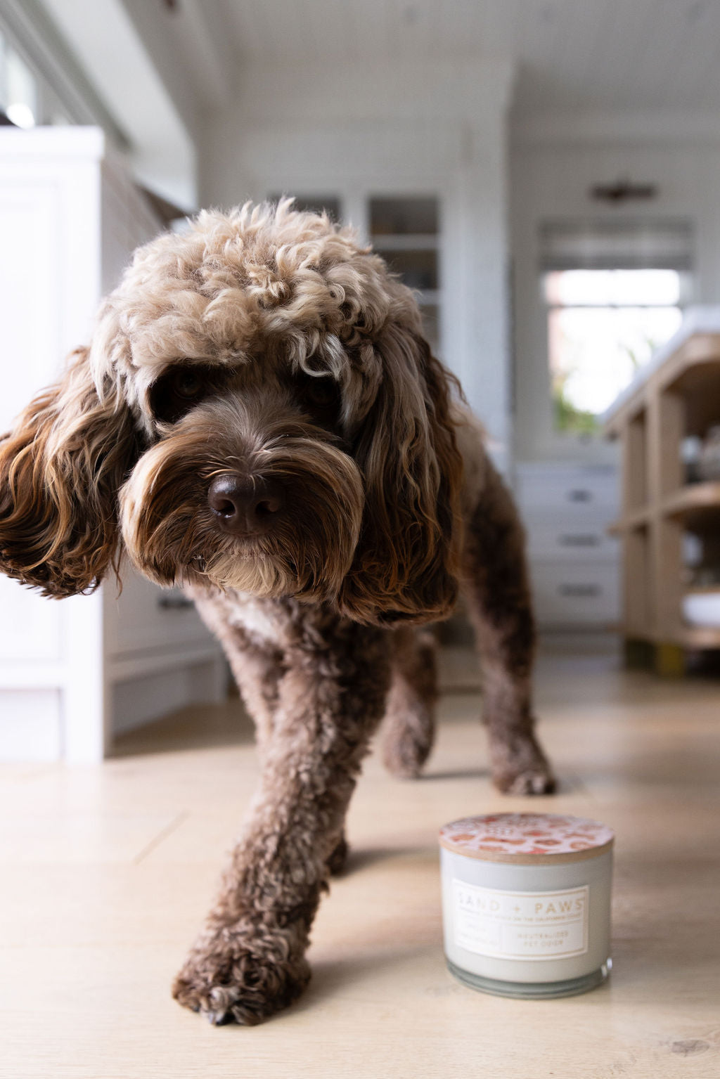 Sand + Paws Spiced Gingerbread 12 oz Cozy scented candle