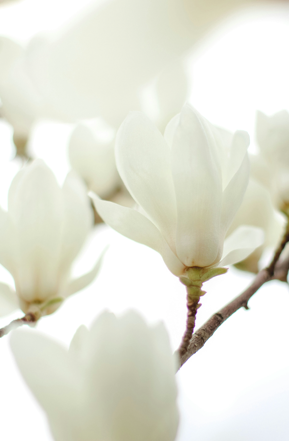 Ivory Bloom 50 ml Long-lasting Perfume Oil Rollerball