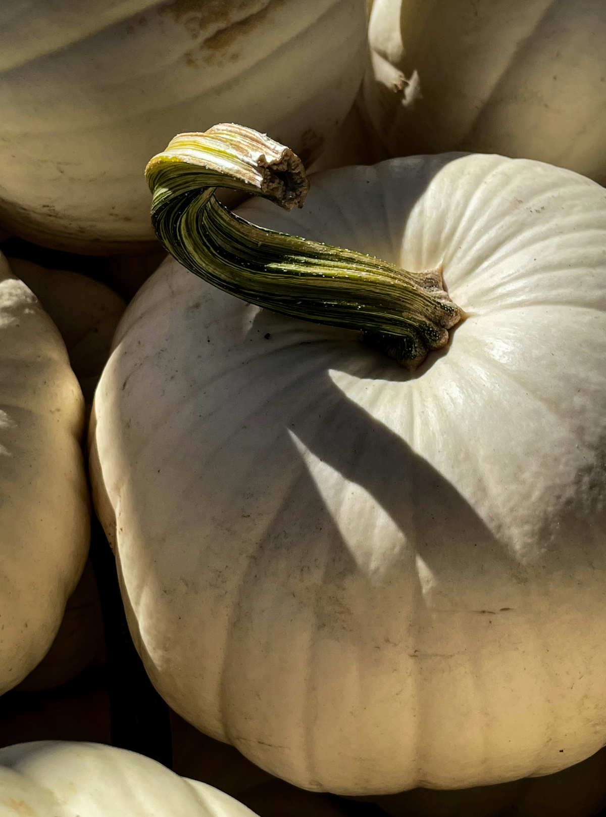 White Pumpkin 21 oz Cozy scented candle