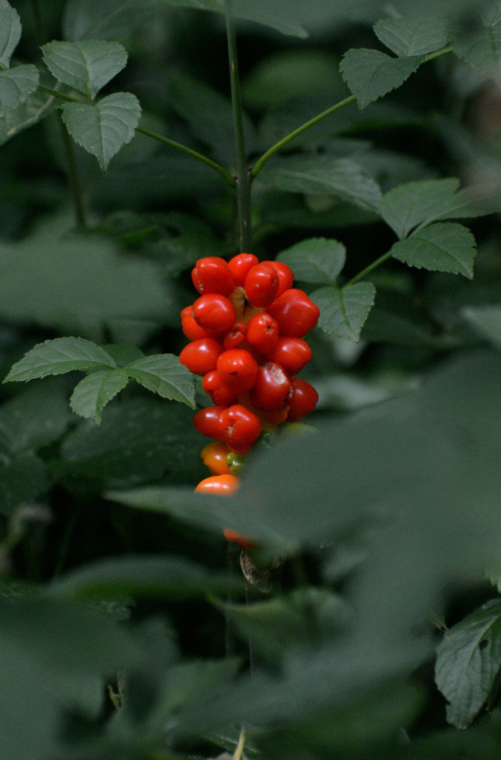 Berry Currant 100 ml Long-lasting Reed Diffuser