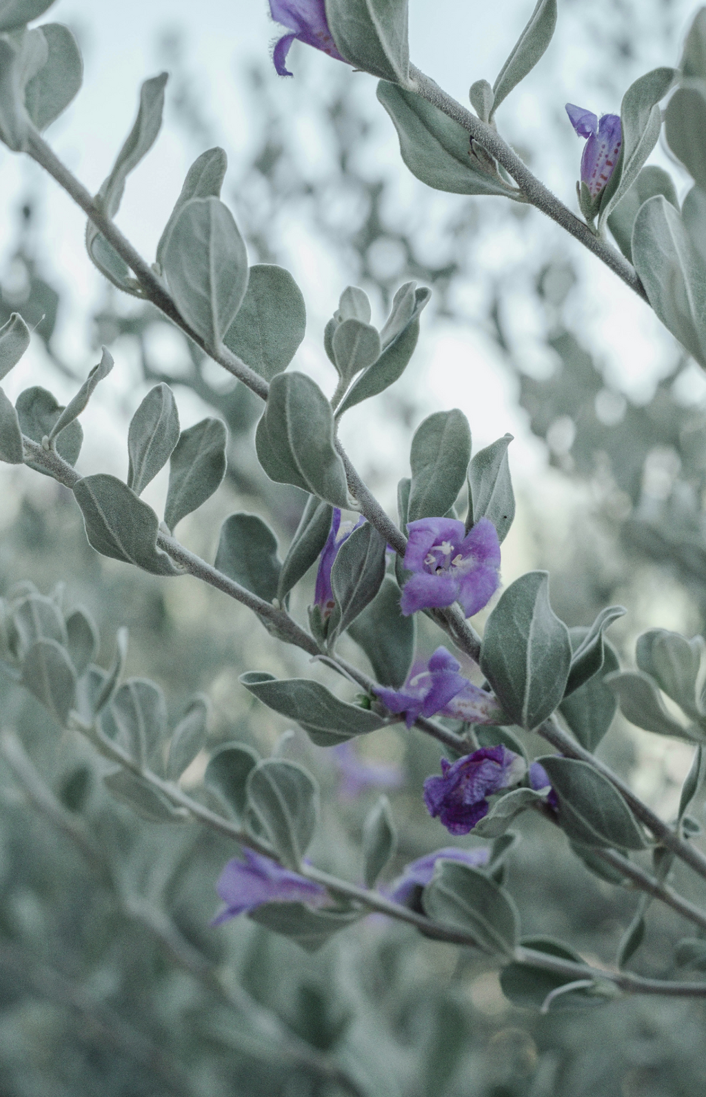 Eucalyptus & Lavender 12 oz Cozy scented candle