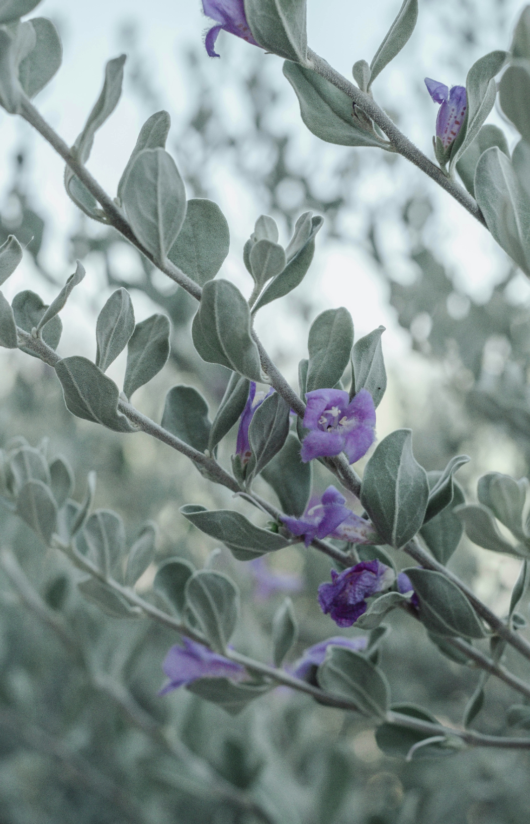 Eucalyptus & Lavender 12 oz Cozy scented candle