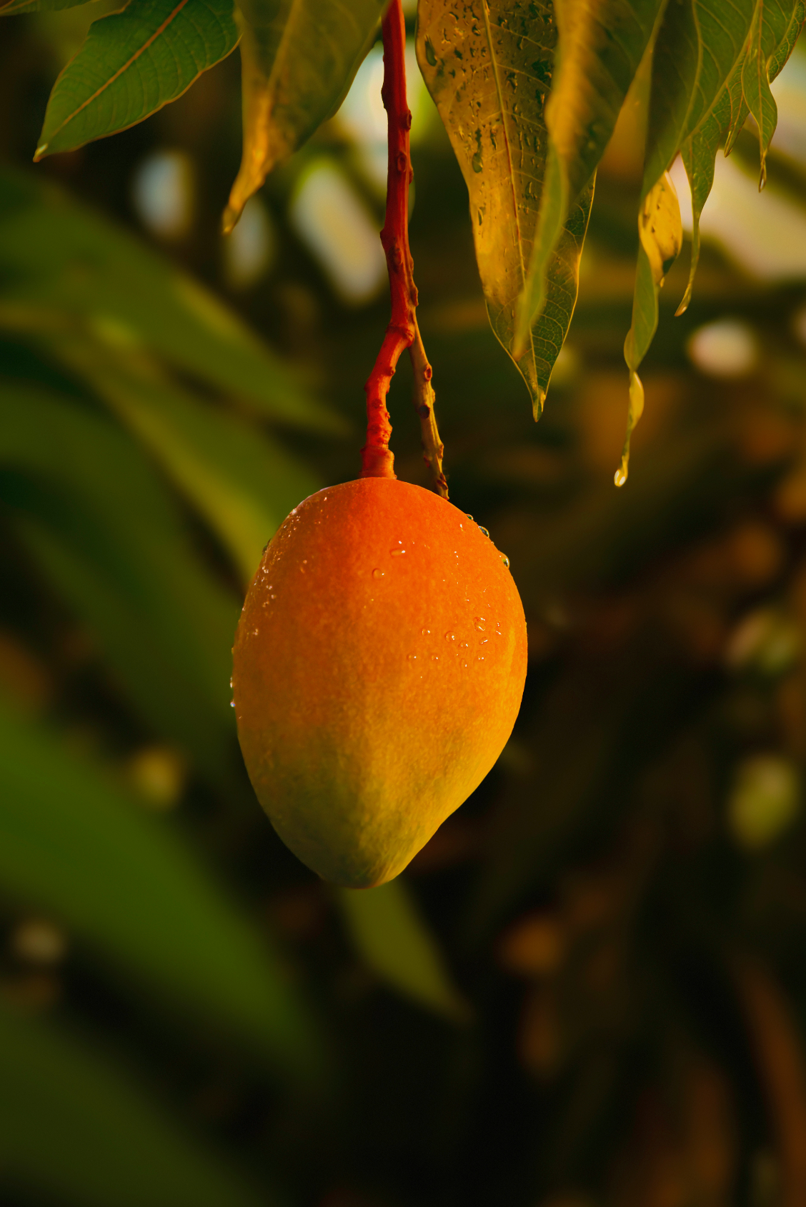 Guava Mango 16.9 oz Nourishing Whipped Body Butter