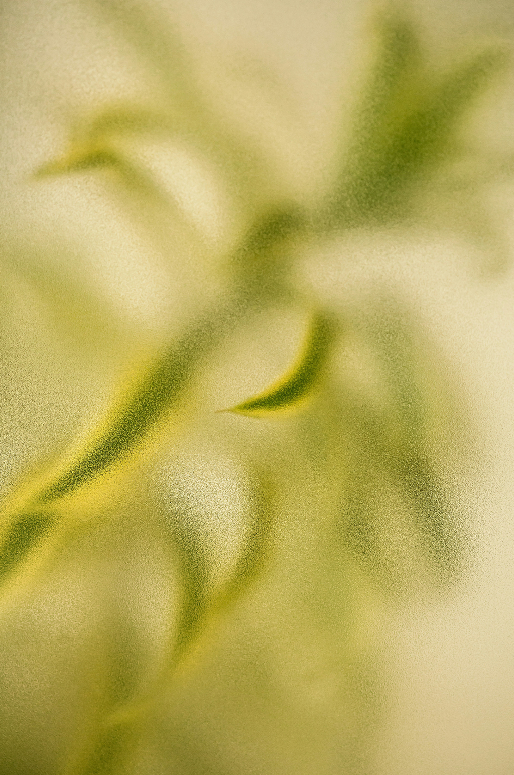 Lemongrass 12 oz Cozy scented candle