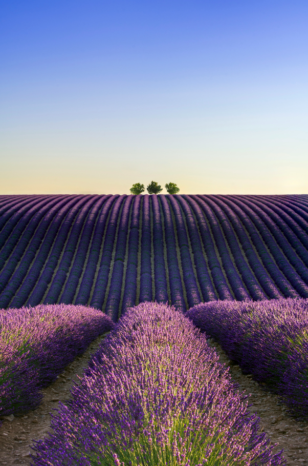 Provence Lavender & Woods 10 oz Cozy scented candle