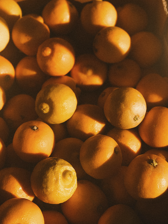 Sand + Paws Golden Citrus 12 oz Cozy scented candle