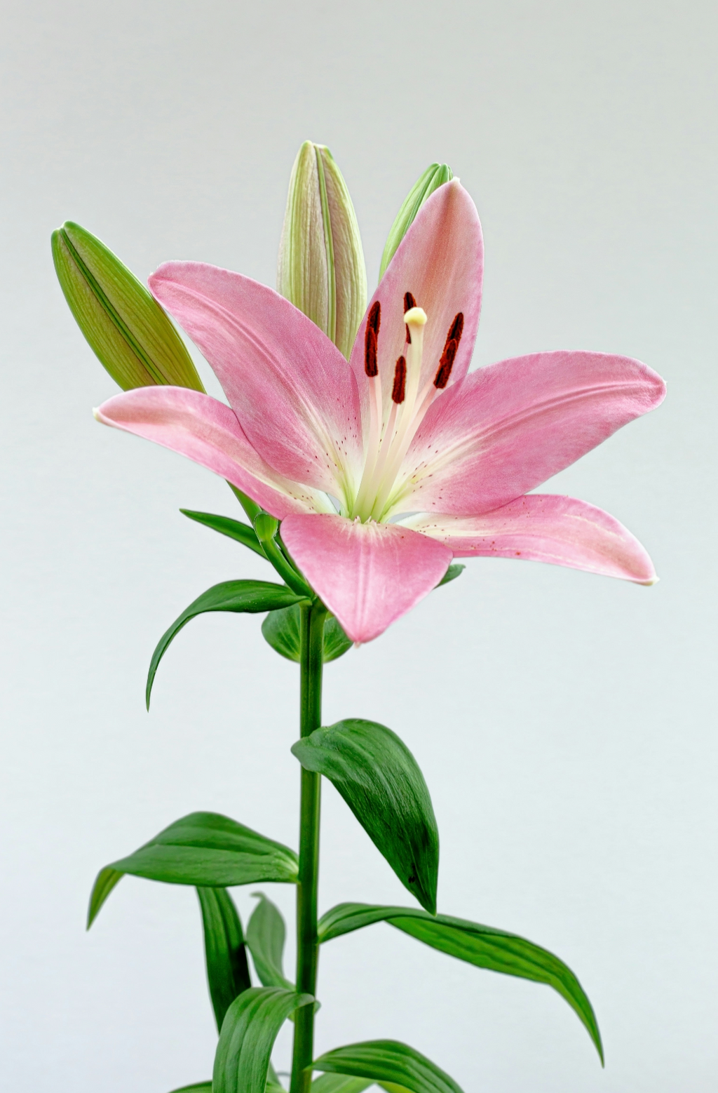 Peony & Lily 100 ml Long-lasting Eau de Toilette