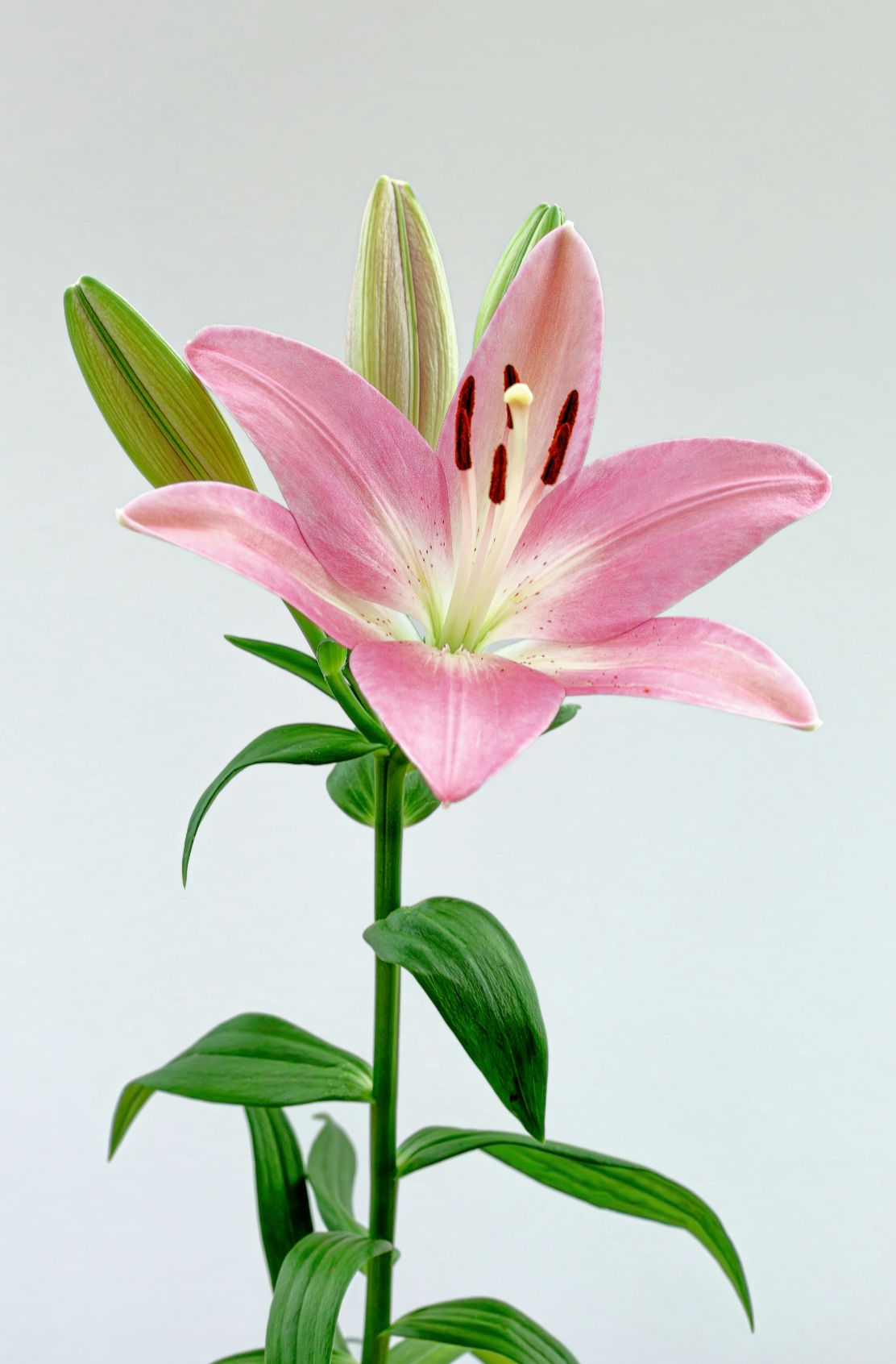 Peony & Lily 100 ml Long-lasting Eau de Toilette