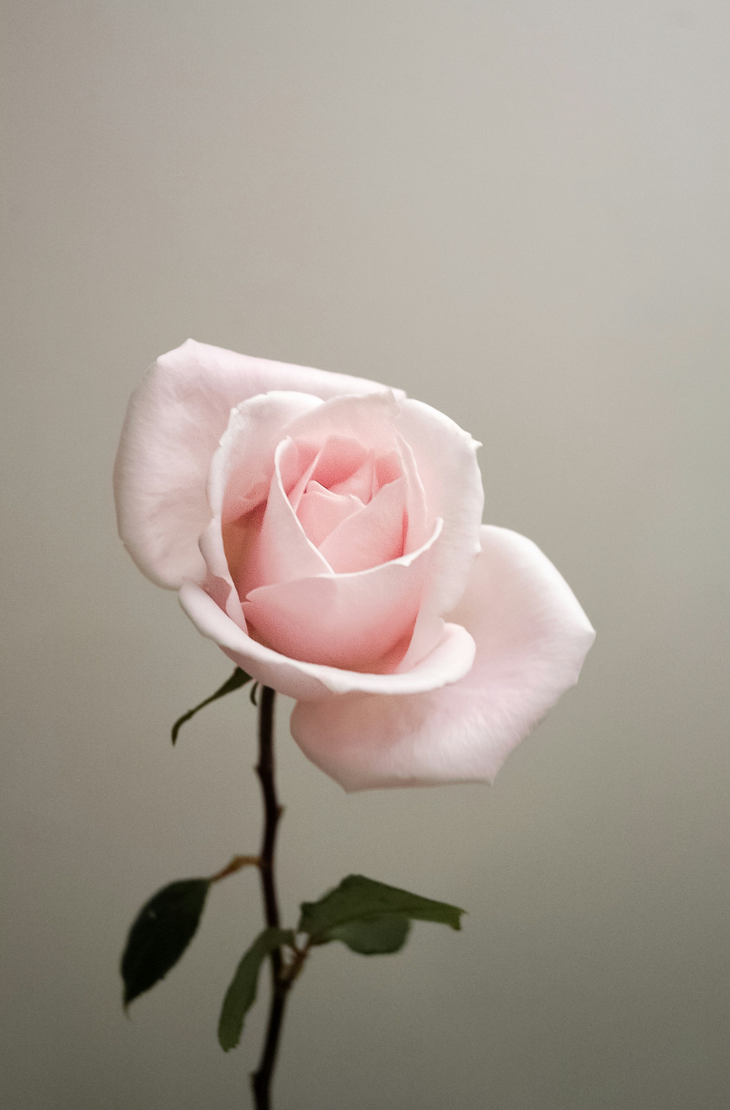 Sweet Rose 50 ml Long-lasting Perfume Oil Dropper