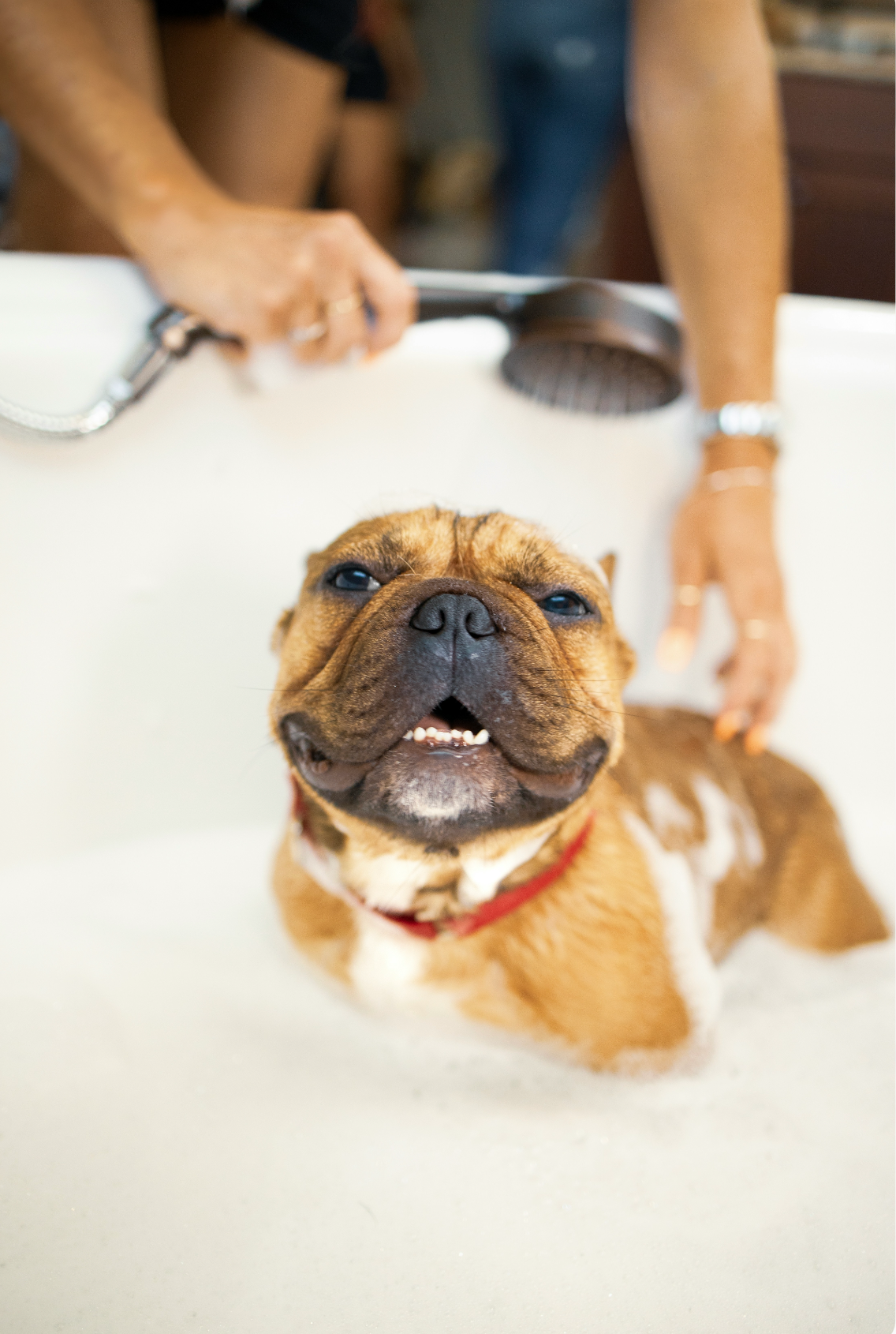 Sand + Paws Gentle Pet Shampoo & Conditioner - Sweet Honey