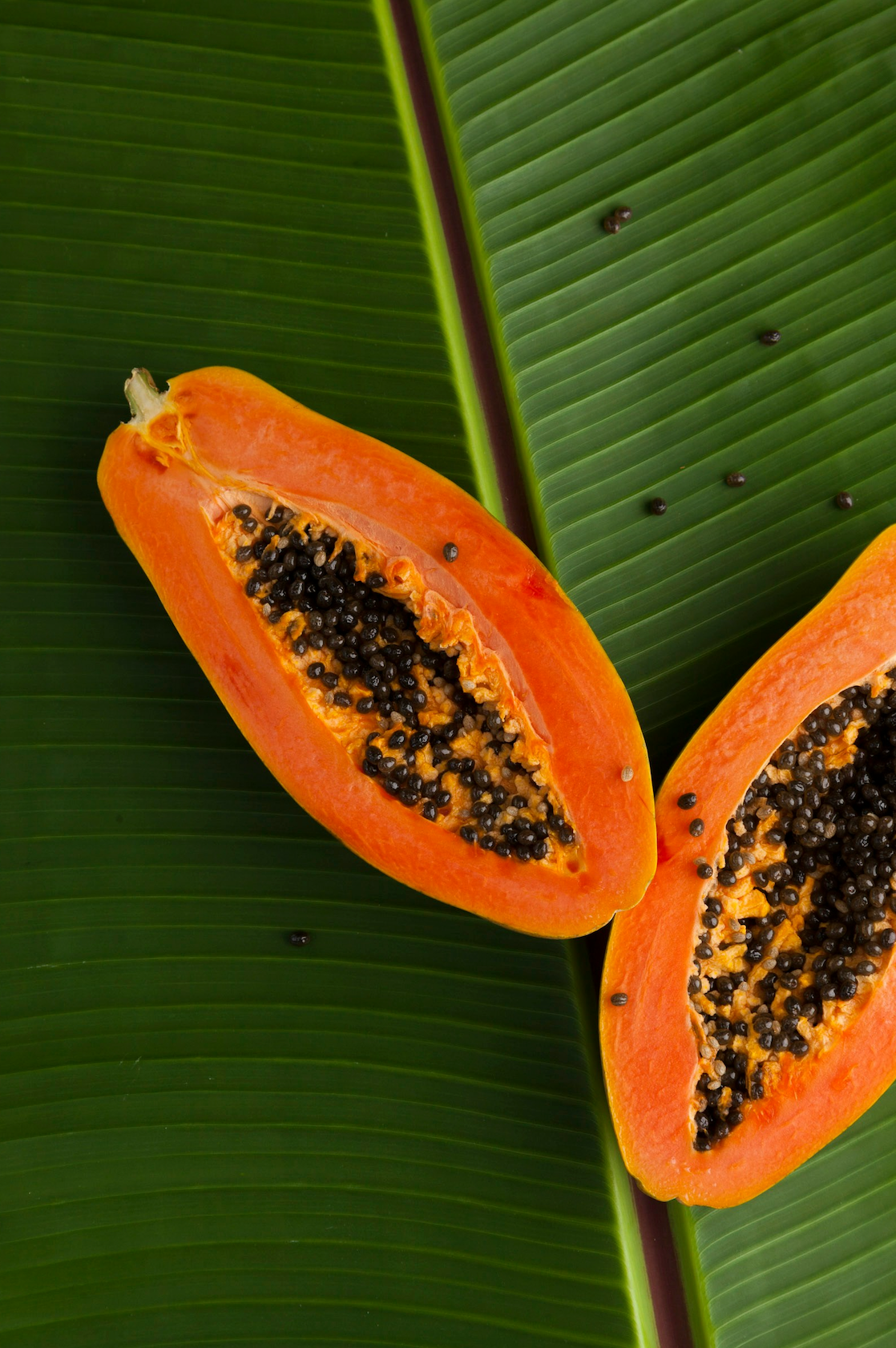 Island Papaya 10 oz Cozy scented candle