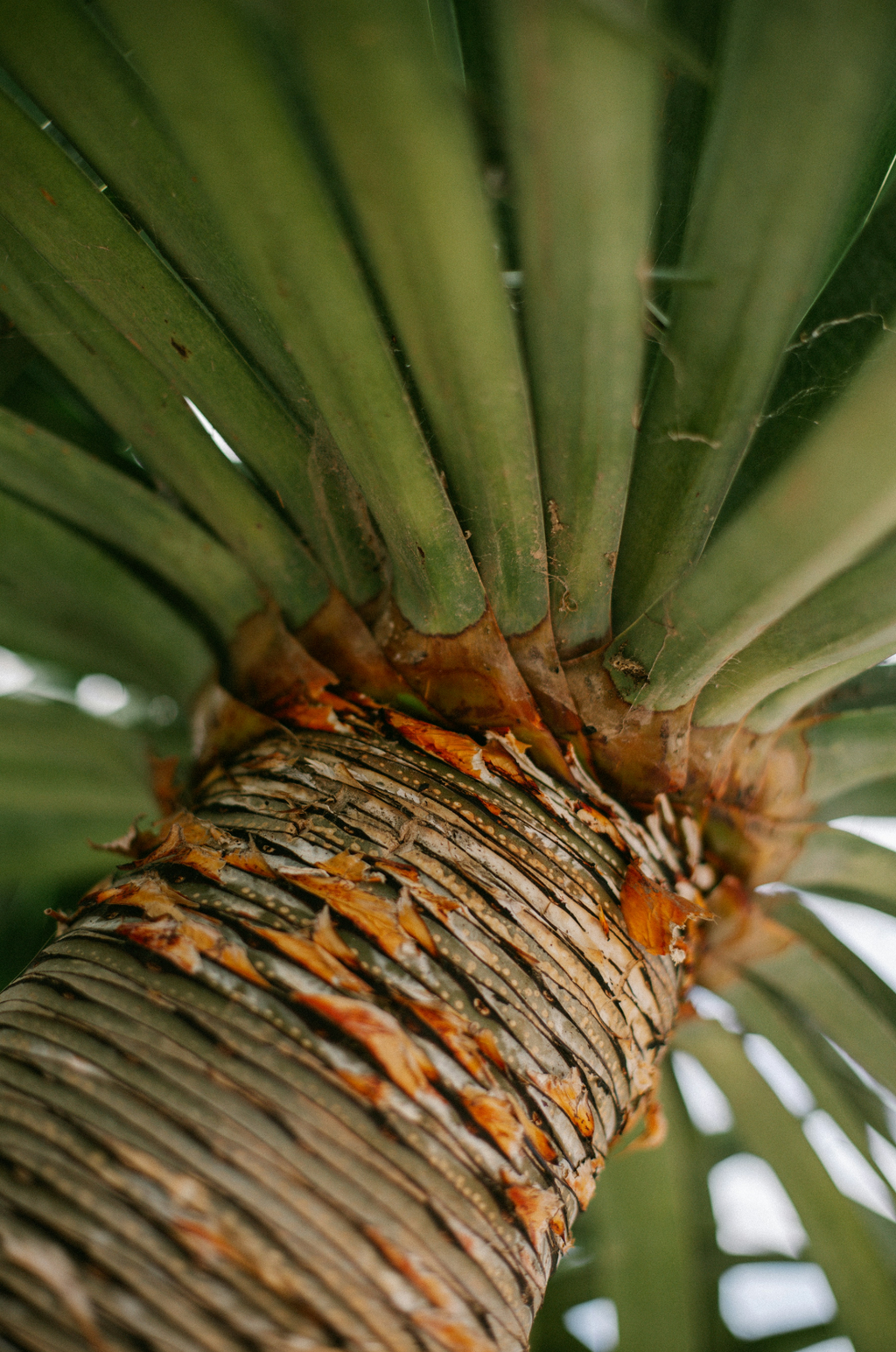 Driftwood & Pineapple 12 oz Cozy scented candle