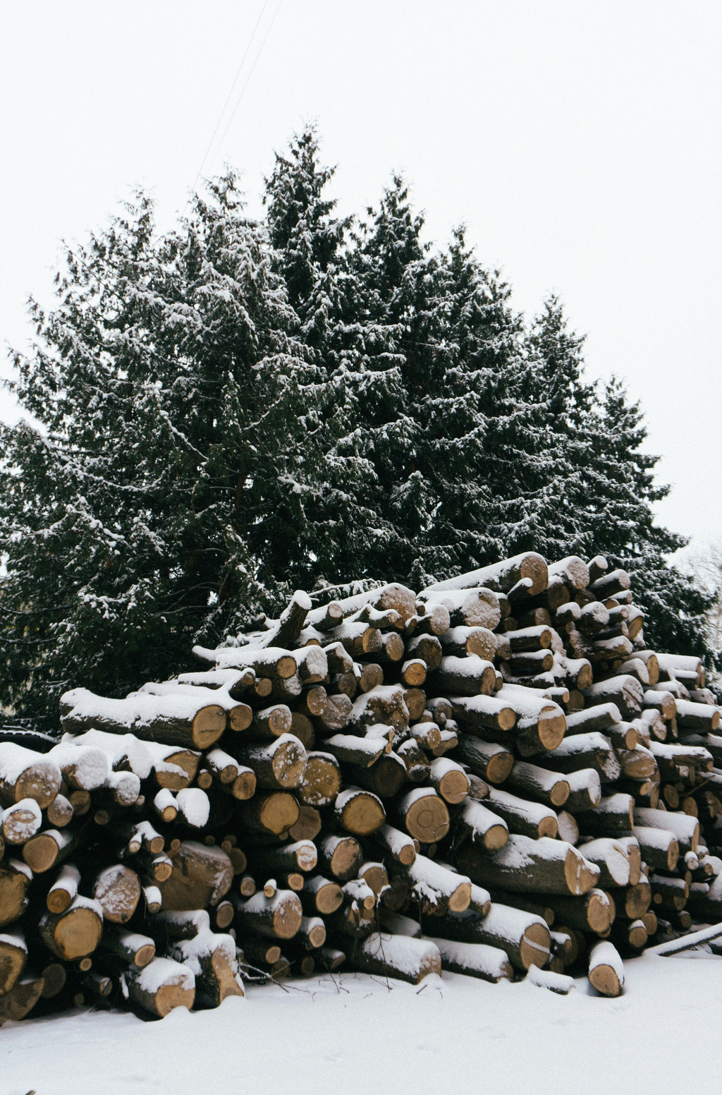 Firewood & Silver Fir 6 oz Cozy scented candle