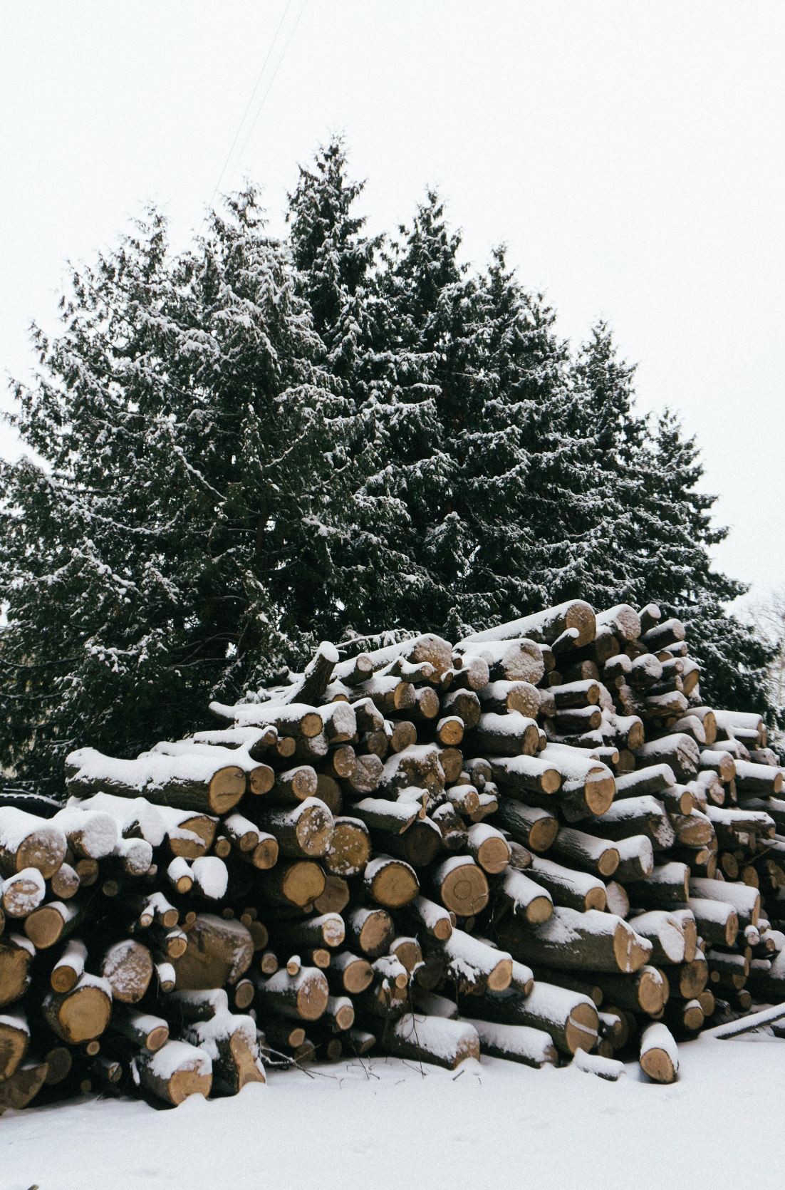 Firewood & Silver Fir 6 oz Cozy scented candle