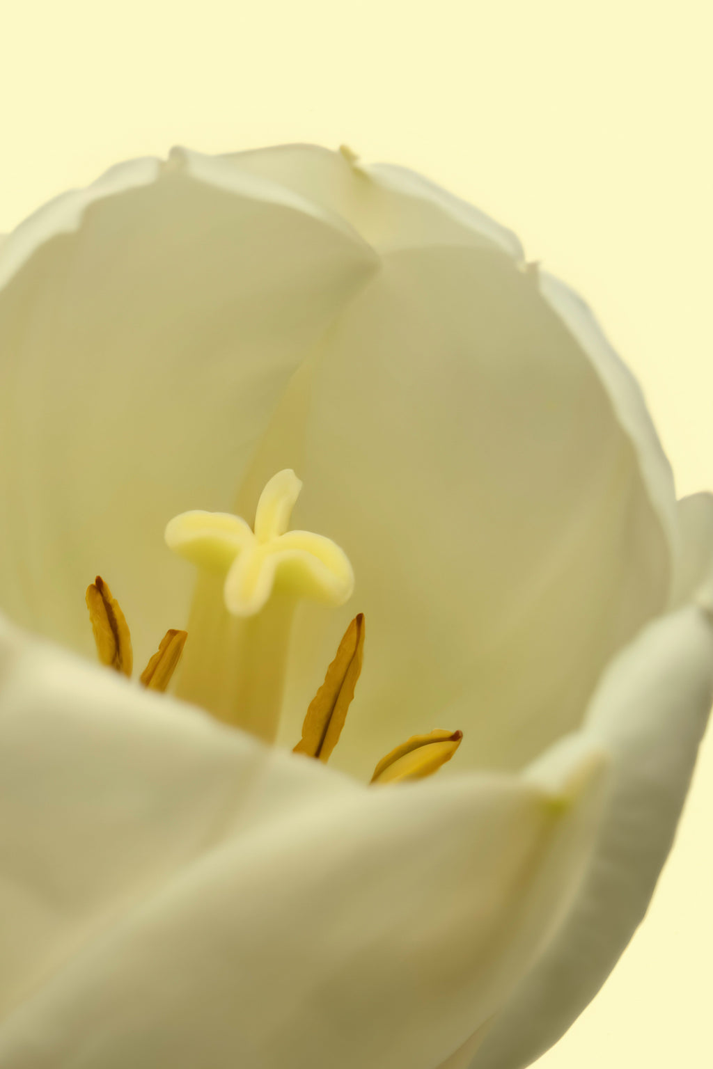 White Tulip 50ml Long-lasting Perfume Oil Rollerball