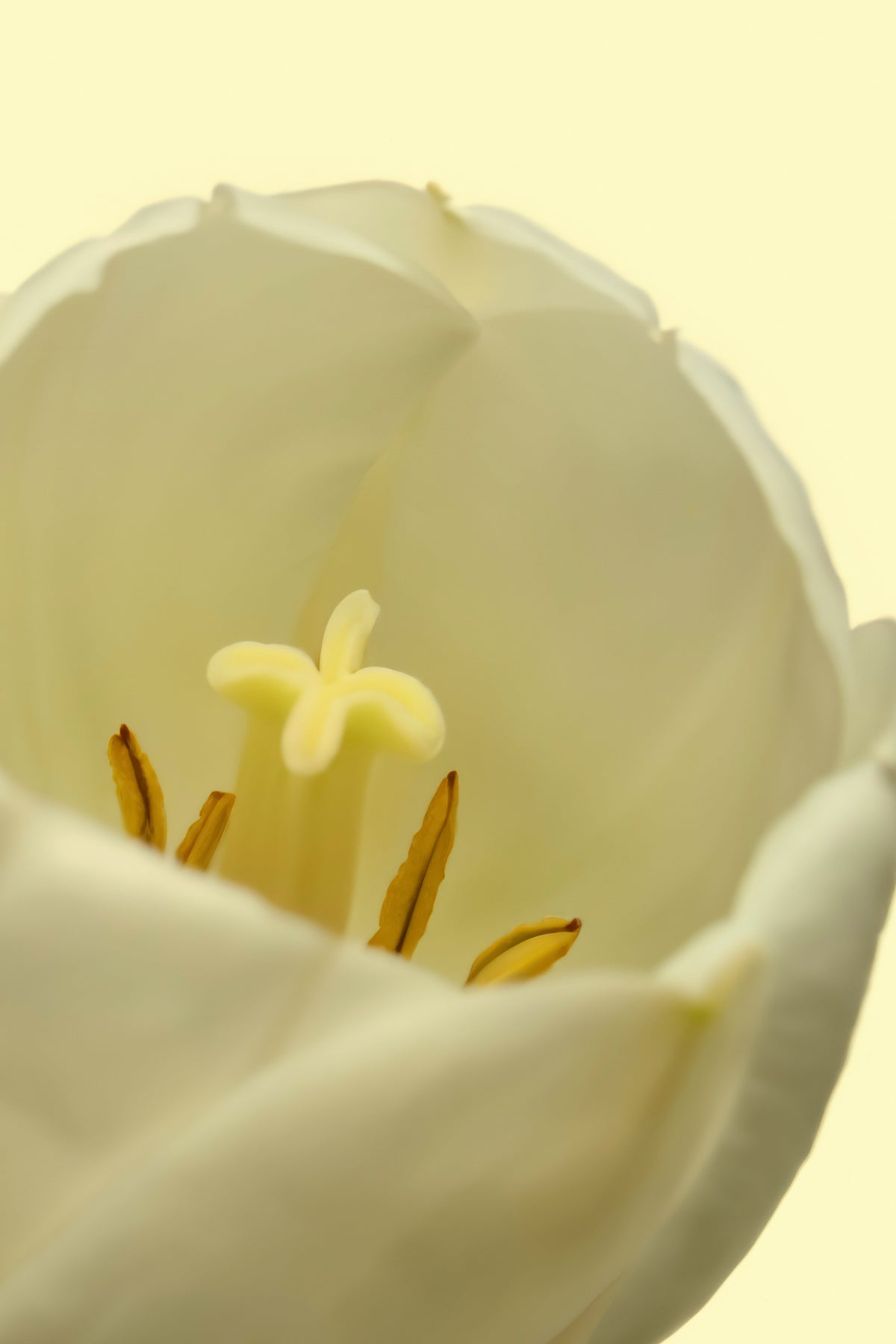 White Tulip 50ml Long-lasting Perfume Oil Rollerball