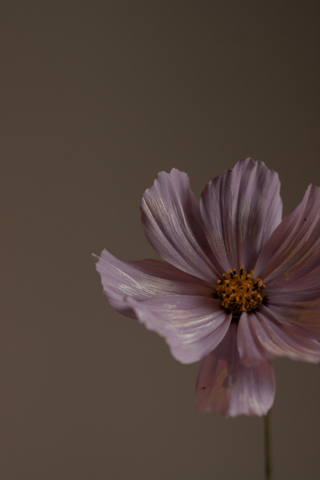 Violet Sandalwood Nourishing Body Lotion